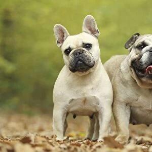 Dog - French Bulldog and English Bulldog