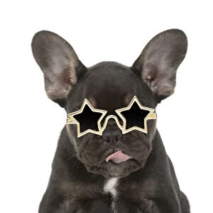 DOG. French Bulldog, puppy (10 weeks old ) sitting, face expression, licking lips, on white background, studio