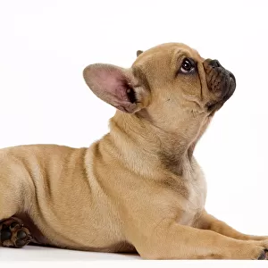 Dog - French Bulldog puppy in studio