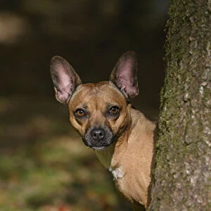 DOG, French Bulldog X Chihuahua, looking around from behind a treein a graden, autumn