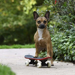 DOG, French Bulldog X Chihuahua, on a scateboard in a garden