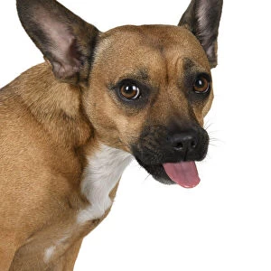 DOG, French Bulldog X Chihuahua, head & shoulders, face expressions, studio, white background