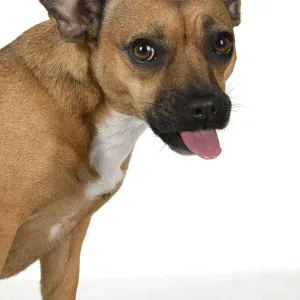 DOG, French Bulldog X Chihuahua, head & shoulders, face expressions, studio, white background