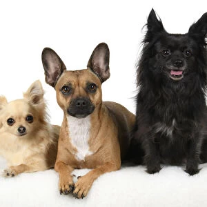 DOG, French Bulldog X Chihuahua, sitting with two other Chihuahuas, studio, white background