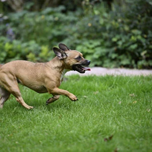 DOG, French Bulldog X Chihuahua, running in a garden