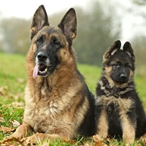 Dog - German Shepherd - adult with puppy