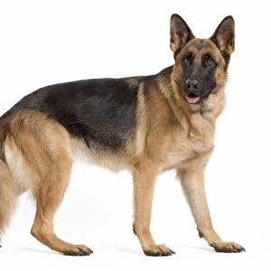 Dog - German Shepherd / Alsatian