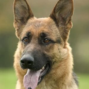 Dog - German Shepherd / Alsatian - With tongue sticking out