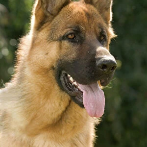 Dog - German Shepherd / Alsation