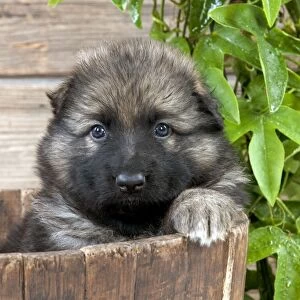 DOG - German shepherd dog - puppy sitting in a wooden tub
