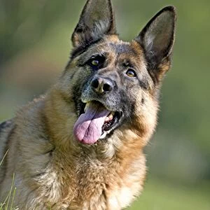 Dog - German Shepherd lying down in grass with tongue sticking out