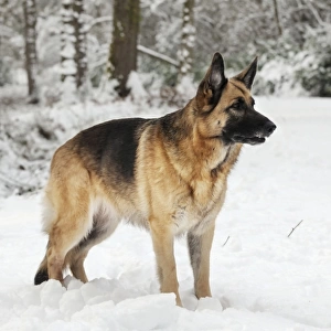 DOG. German shepherd standing in the snow