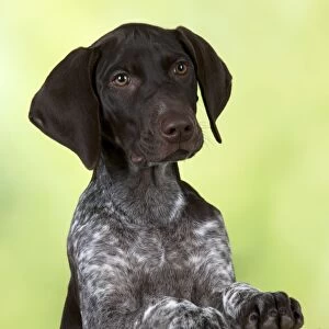 DOG - German Shorthaired Pointer - looking over a fence