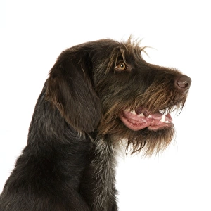 Dog. German Wire-Haired Pointer
