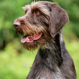 Dog. German Wire-Haired Pointer
