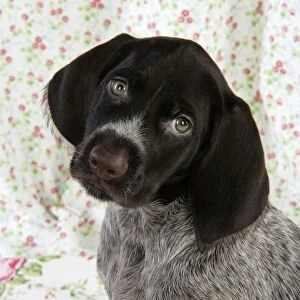 Dog. German Wire-Haired Pointer puppy (8 weeks old)