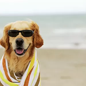 DOG. Ggolden retriever wearing sunglasses wrapped in a towel