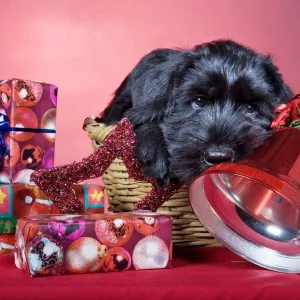 Dog - Giant Schnauzer - In Christmas basket with presents