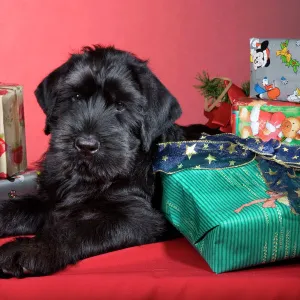 Dog - Giant Schnauzer - With Christmas presents