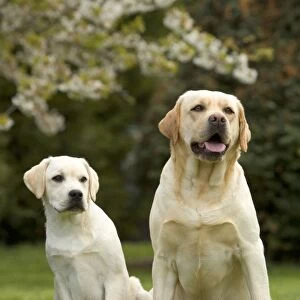 Dog - two Golden Labrador Retrievers