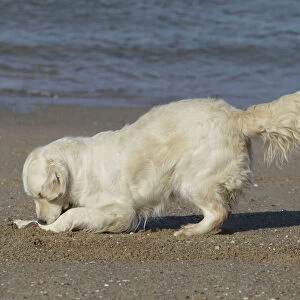 Dog - Golden Retreiver digging / playing on beach