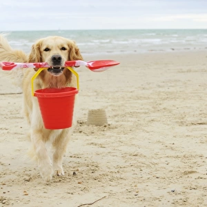 DOG. Golden retriever carrying spade and bucket