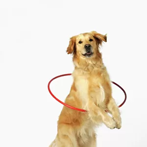 DOG. Golden retriever doing hoola hoop