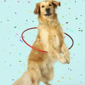 DOG. Golden retriever doing hoola hoop with falling confetti Digital Manipulation: confetti. Background white to turquoise DOG. Golden retriever doing hoola hoop with falling confetti Digital Manipulation: confetti. Background white to turquoise