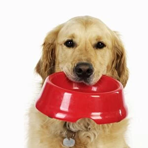 Dog. Golden Retriever holding a bowl