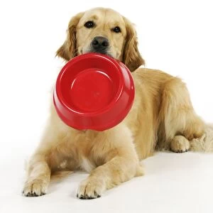 Dog. Golden Retriever holding a bowl