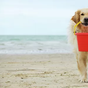 DOG. Golden retriever holding bucket