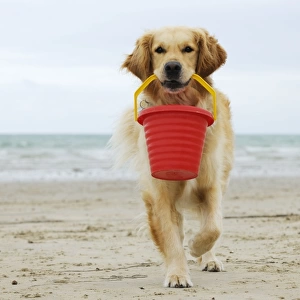 DOG. Golden retriever holding bucket with sandcastles