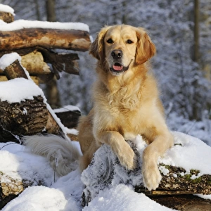 DOG. Golden retriever laying on snow covered logs