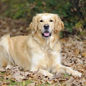 DOG. Golden retriever in leaves