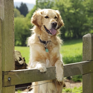 DOG. Golden retriever looking over fence