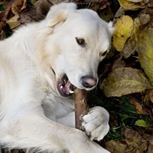 Dog - Golden Retriever lying down in autumn leaves chewing on a stick