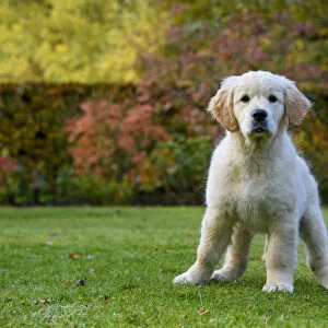 DOG. Golden Retriever puppy ( 12 weeks old ) sitting in a garden, autumn time