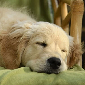 DOG. Golden Retriever puppy ( 12 weeks old ) sleepy, laying in a chair, eyes closed