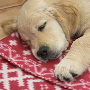 DOG. Golden Retriever puppy ( 12 weeks old ) sleepy, laying on a red rug eyes closed