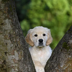 DOG. Golden Retriever puppy ( 12 weeks old ) looking through fork in a tree, garden, autumn time
