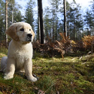 DOG. Golden Retriever puppy ( 12 weeks old ) sitting in pine forest, autumn time