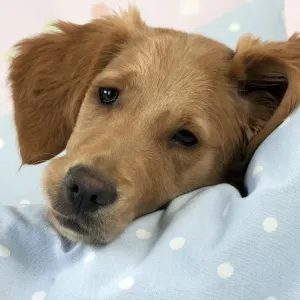 DOG. Golden retriever puppy on blankets (13 weeks) DOG. Golden retriever puppy on blankets (13 weeks)
