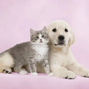 Dog - Golden retriever puppy with kitten Digital Manipulation: background colour