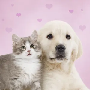 Dog - Golden retriever puppy with kitten with pink hearts Digital Manipulation: Background and hearts