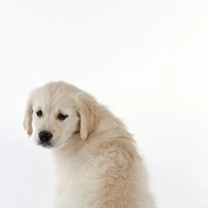 Dog - Golden Retriever - puppy sitting down - looking back
