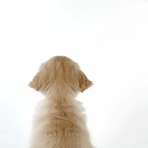 Dog - Golden Retriever - puppy sitting down - rear view