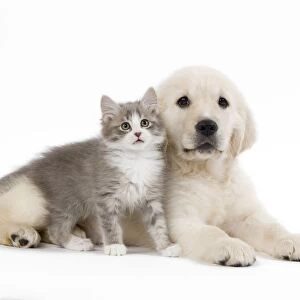 Dog - Golden retriever puppy in studio with kitten