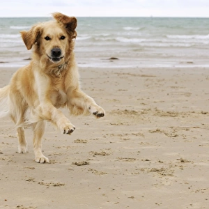 DOG. Golden retriever running along beach