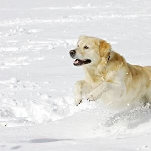 Dog - Golden Retriever - running through deep snow