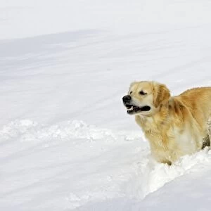 Dog - Golden Retriever - running through deep snow
